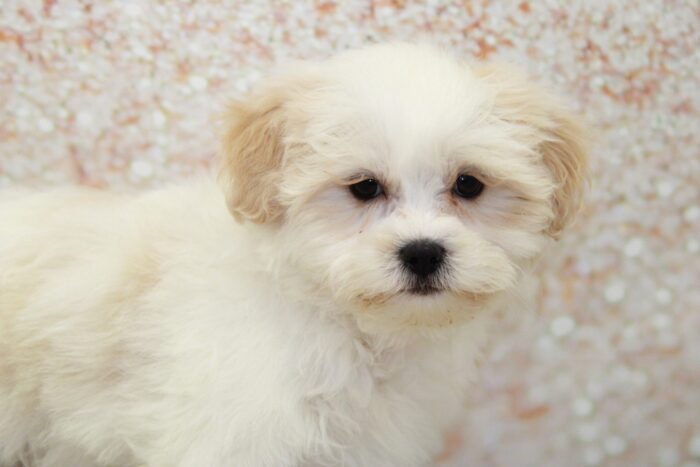Oak -Outgoing Male Shih-Poo Puppy - Image 2