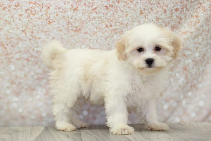 Oak -Outgoing Male Shih-Poo Puppy - Image 3