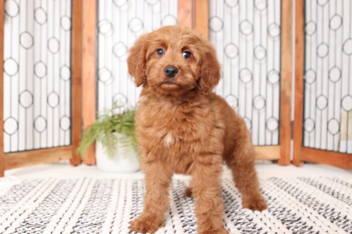 Olivia - Beautiful Mini F1B Female Goldendoodle