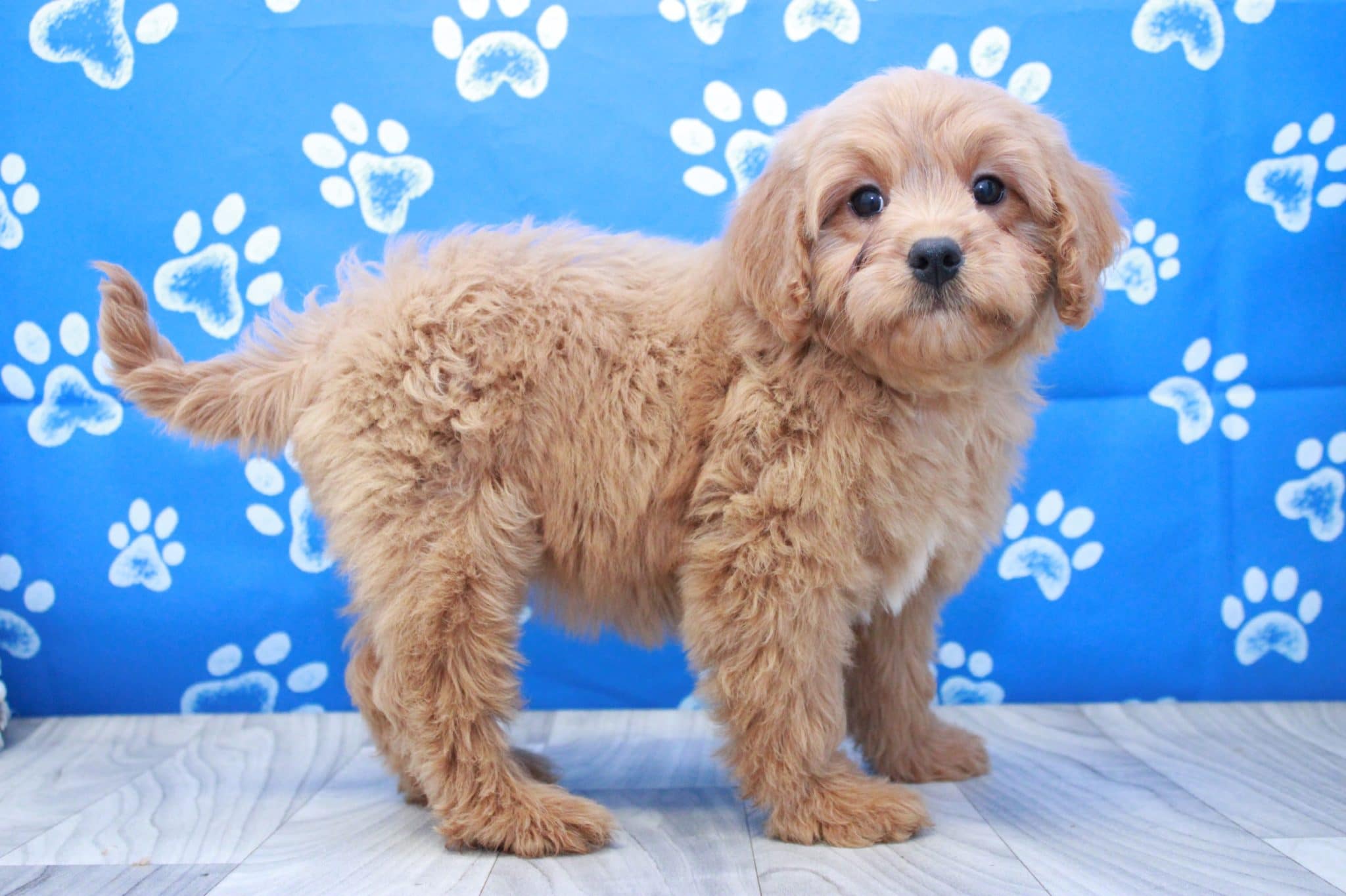 Olivia- Precious Female Cavapoo Puppy - Image 2