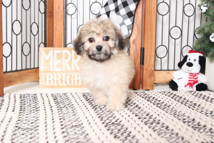 Orchid- Lovely Little Cream/Brown Female Teddy Bear Puppy