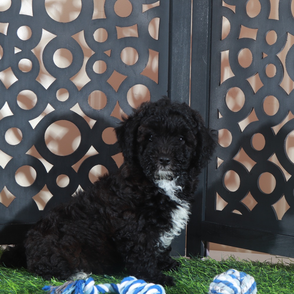 Oreo- Handsome Male Poodle Puppy - Image 2