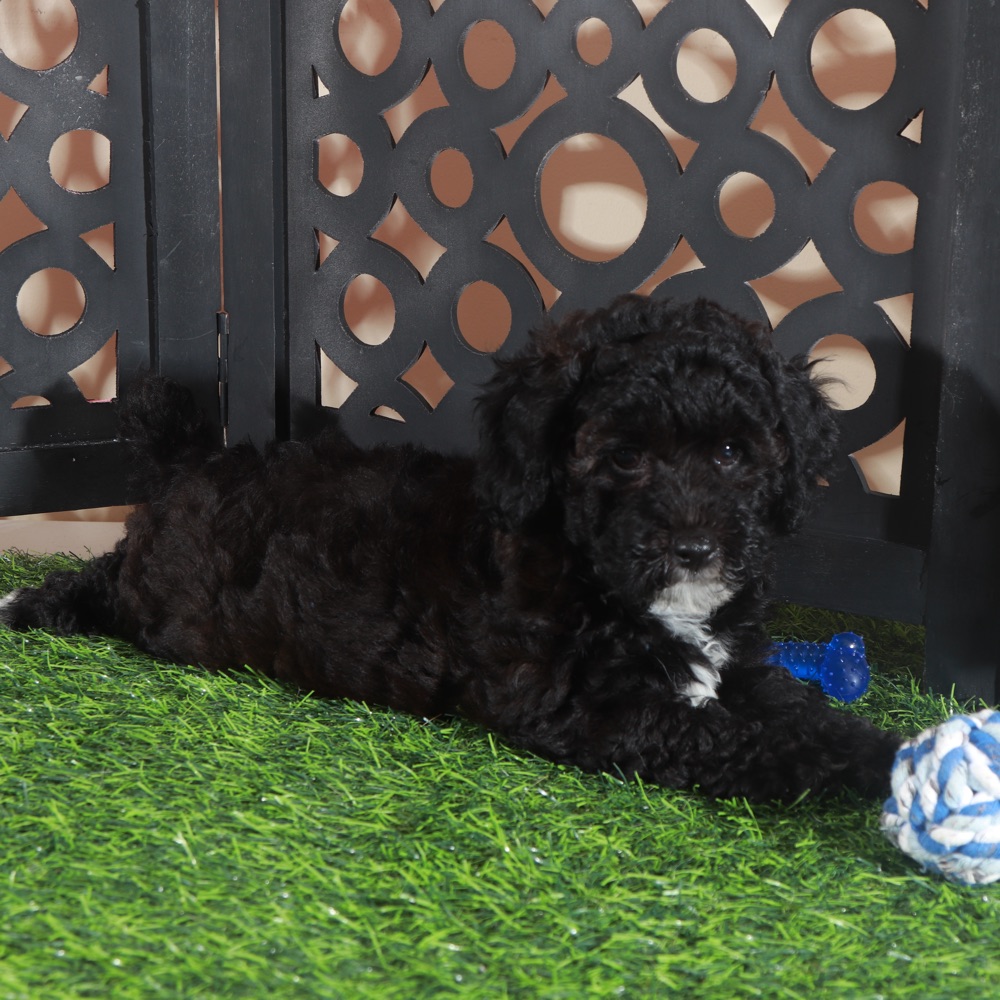 Oreo- Handsome Male Poodle Puppy