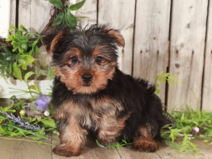 Orion - Terrific Yorkshire Terrier - Image 2