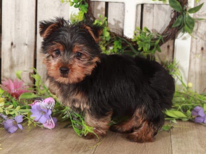 Orion - Terrific Yorkshire Terrier - Image 5