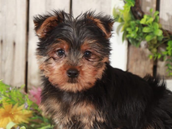 Orion - Terrific Yorkshire Terrier - Image 4