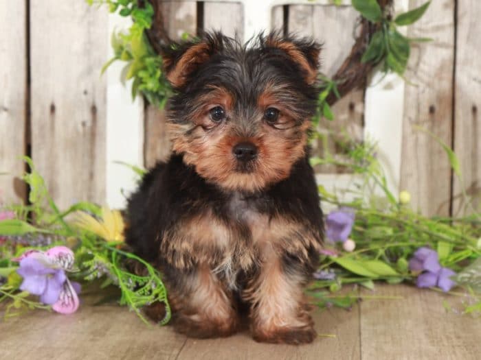 Orion - Terrific Yorkshire Terrier - Image 3