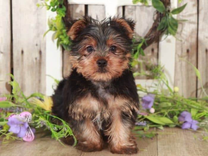 Orion - Terrific Yorkshire Terrier