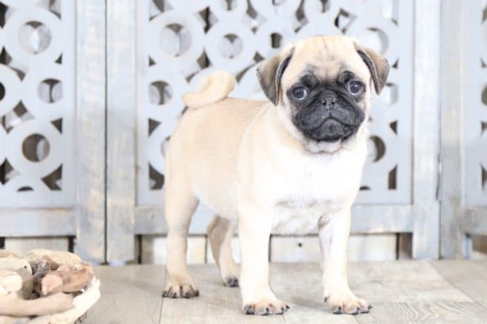 Otis - Playful AKC Pug - Image 4