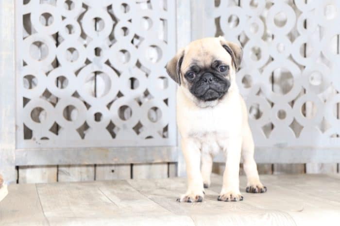Otis - Playful AKC Pug - Image 2