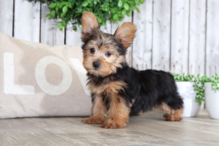 Otis - Playful Yorkie