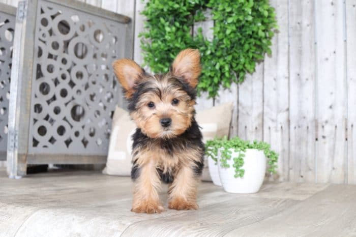 Otis - Playful Yorkie - Image 4