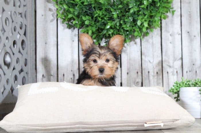 Otis - Playful Yorkie - Image 3