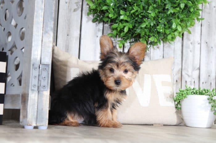 Otis - Playful Yorkie - Image 2