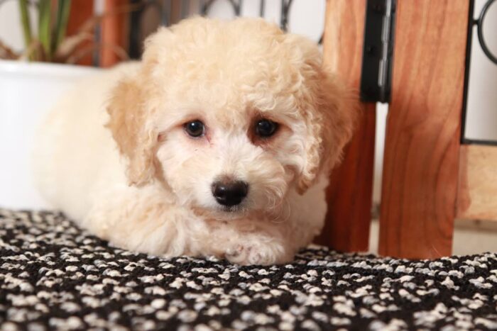 Otto - Handsome Little Male Poochon Puppy - Image 2