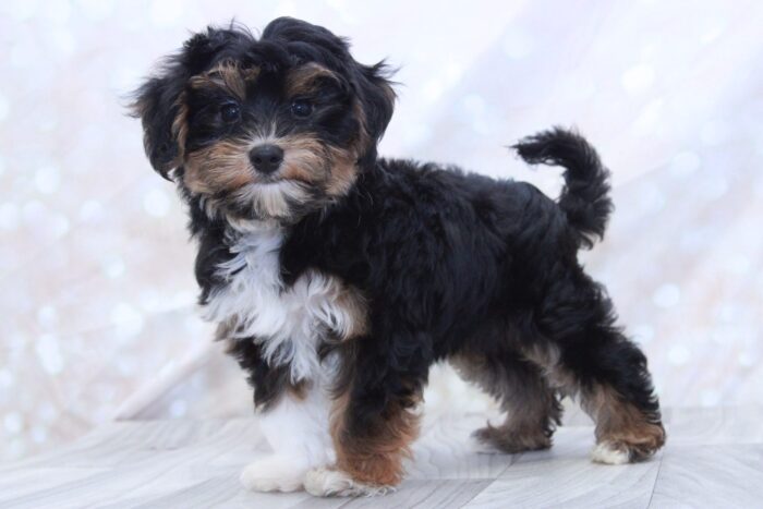 Owen - Friendly Male Morkie Puppy