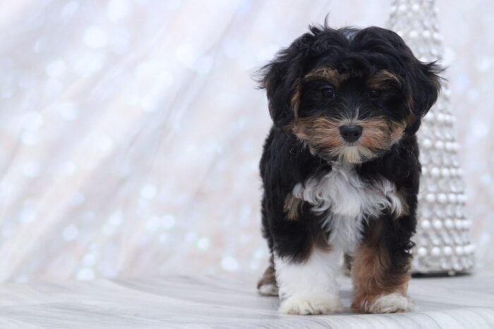 Owen - Friendly Male Morkie Puppy - Image 2