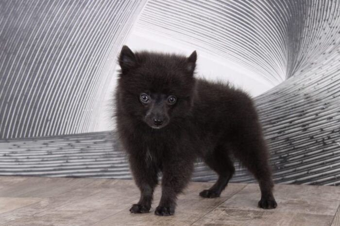 Peanut - Delightful Blue AKC Male Pomeranian Puppy - Image 3