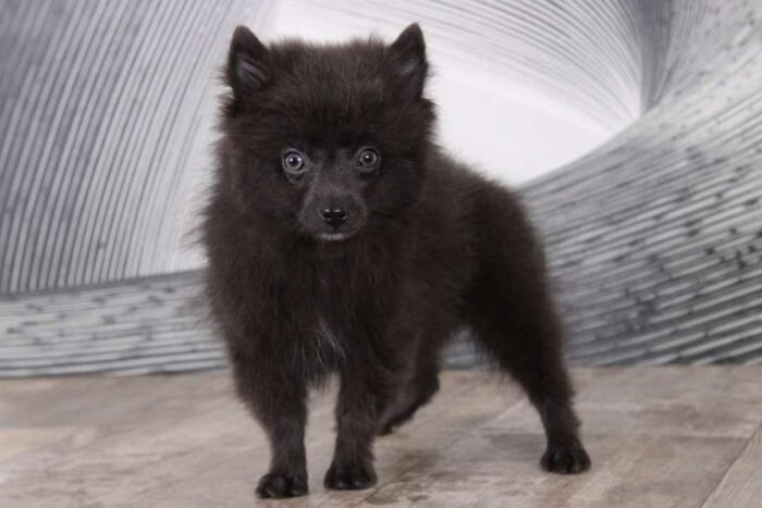 Peanut - Delightful Blue AKC Male Pomeranian Puppy - Image 4