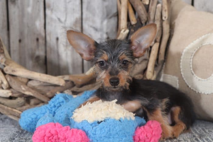 Paige - Darling TEACUP Dorkie