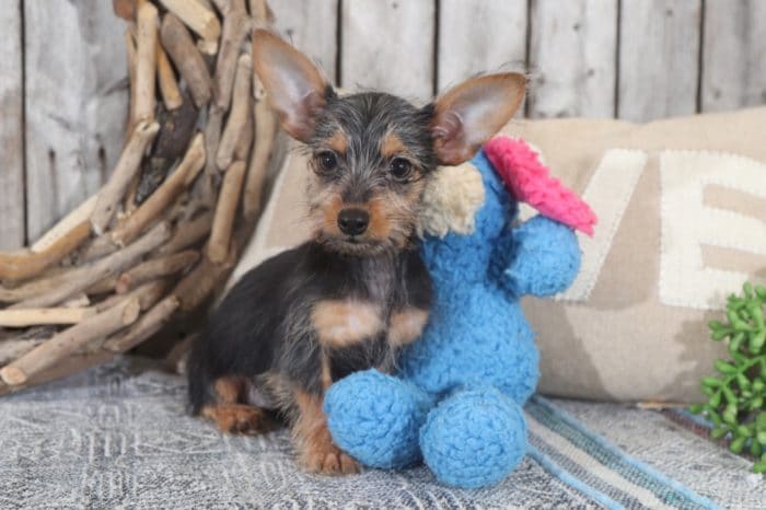 Paige - Darling TEACUP Dorkie - Image 4