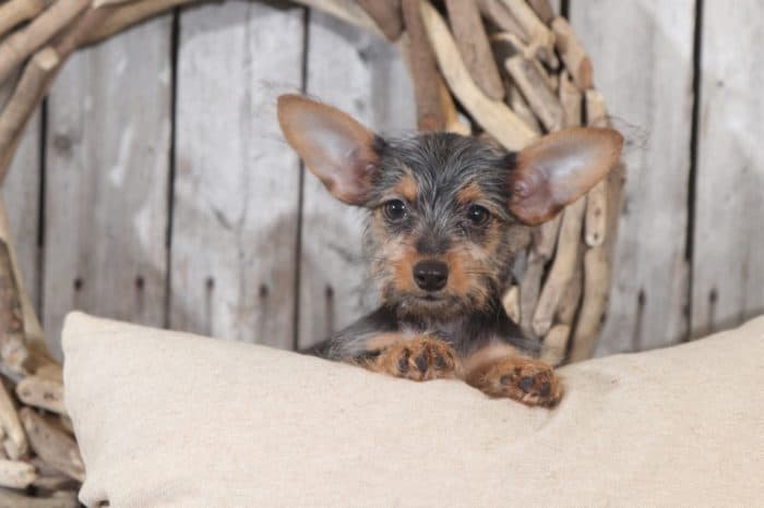 Paige - Darling TEACUP Dorkie - Image 3