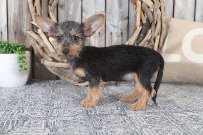 Paige - Darling TEACUP Dorkie - Image 2