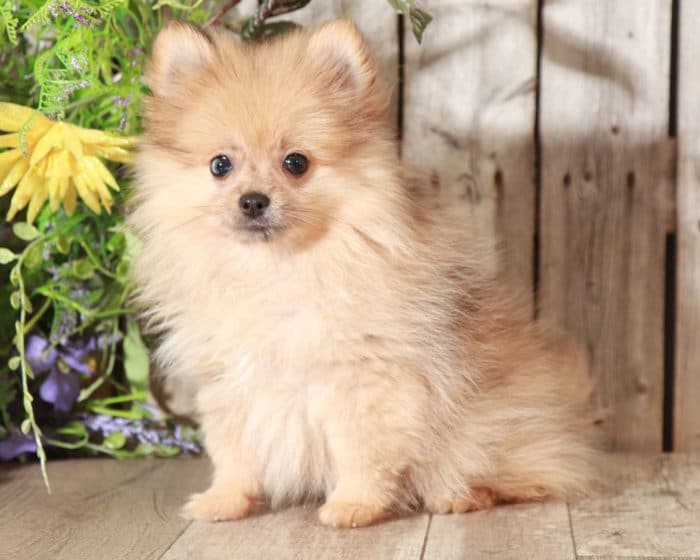 Paisley Perfect TEACUP Pomeranian Puppies Online