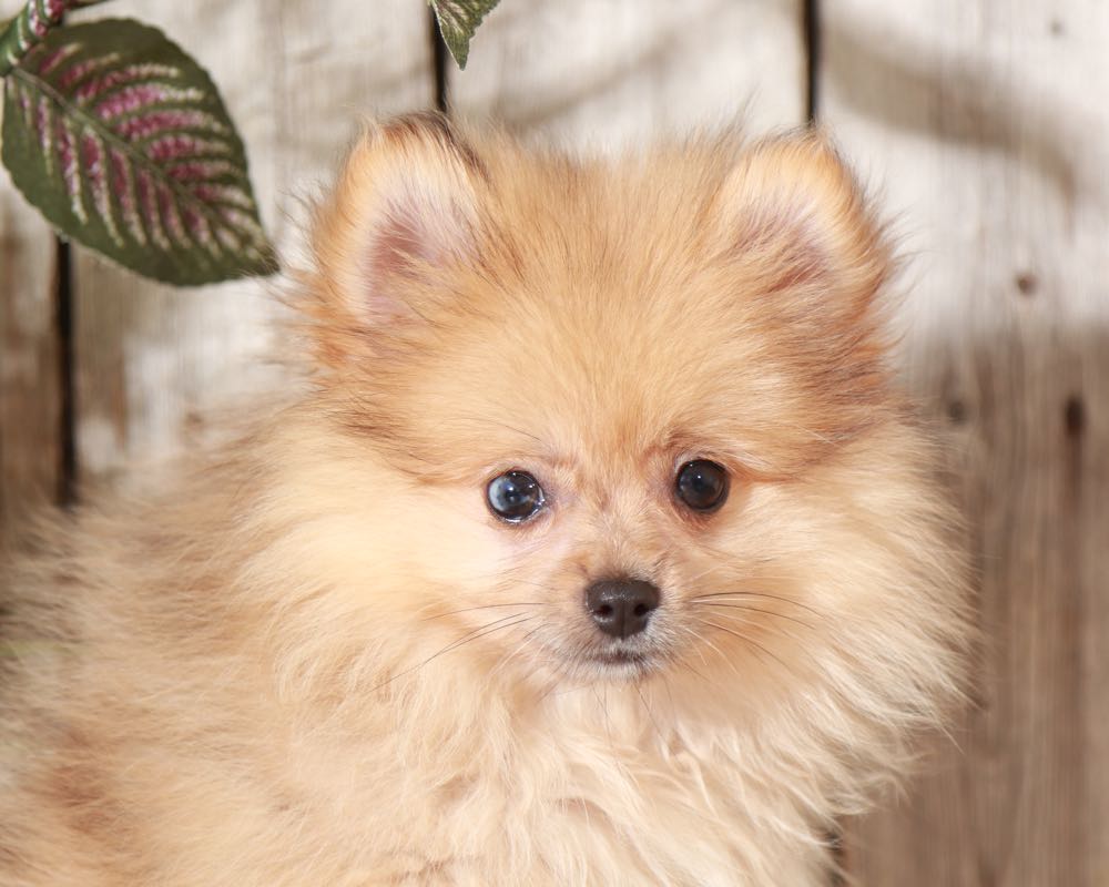 Paisley Perfect TEACUP Pomeranian Puppies Online