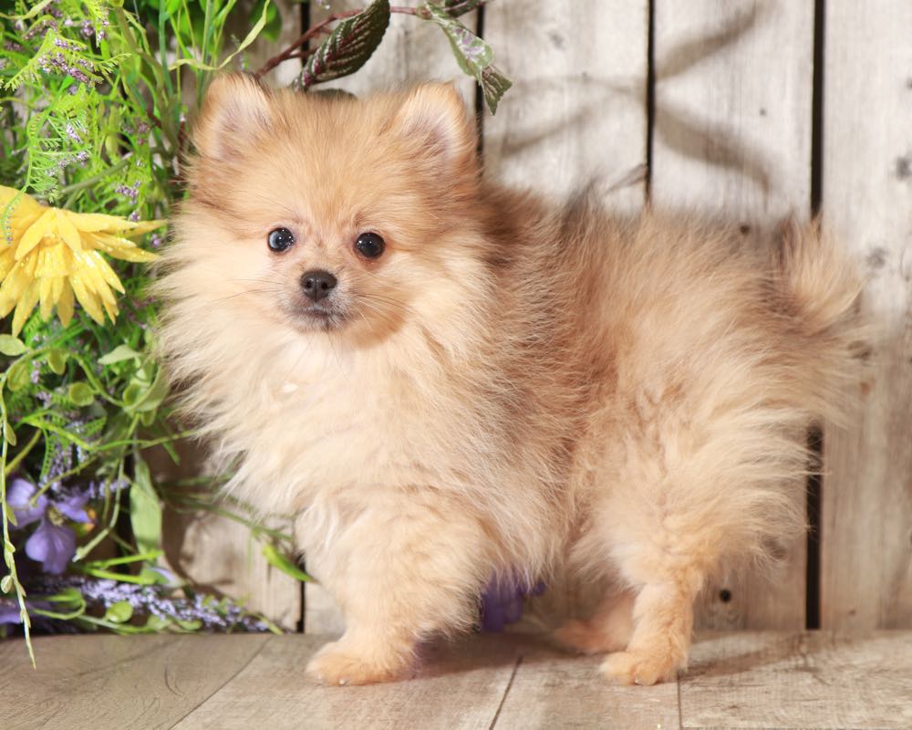 Paisley Perfect TEACUP Pomeranian Puppies Online