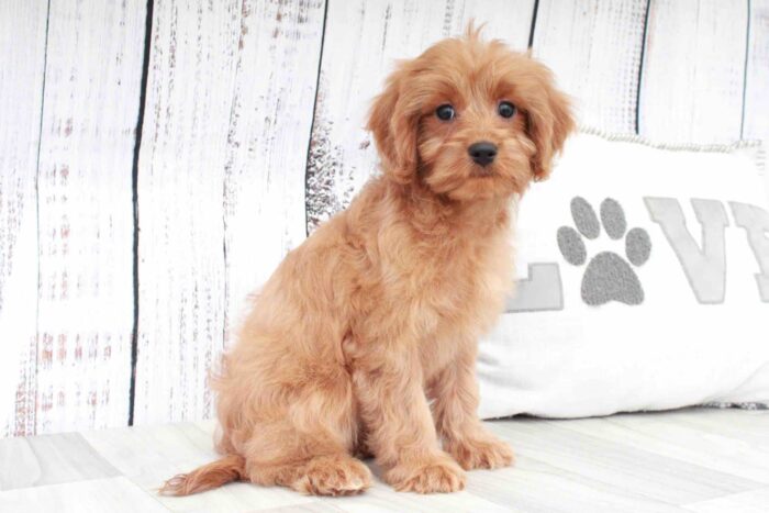 Pam- Fun Red F1B Female Cavapoo Puppy