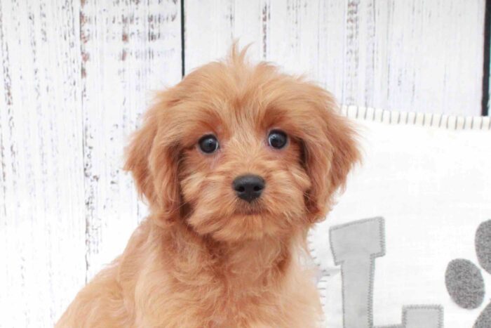 Pam- Fun Red F1B Female Cavapoo Puppy - Image 2