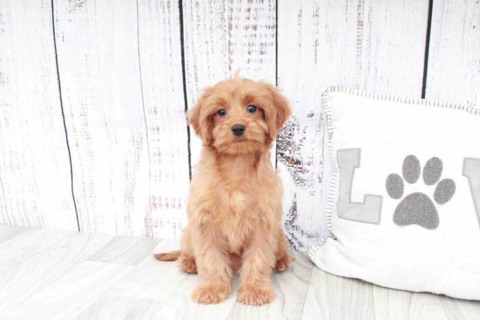 Pam- Fun Red F1B Female Cavapoo Puppy - Image 3