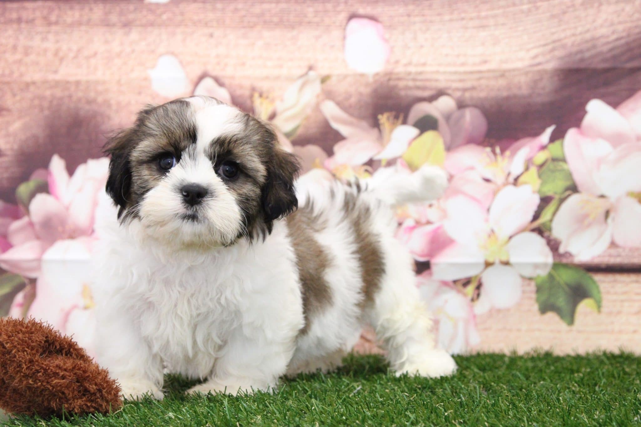 Pancake- Attractive Little Male Shih-Tzu Puppy