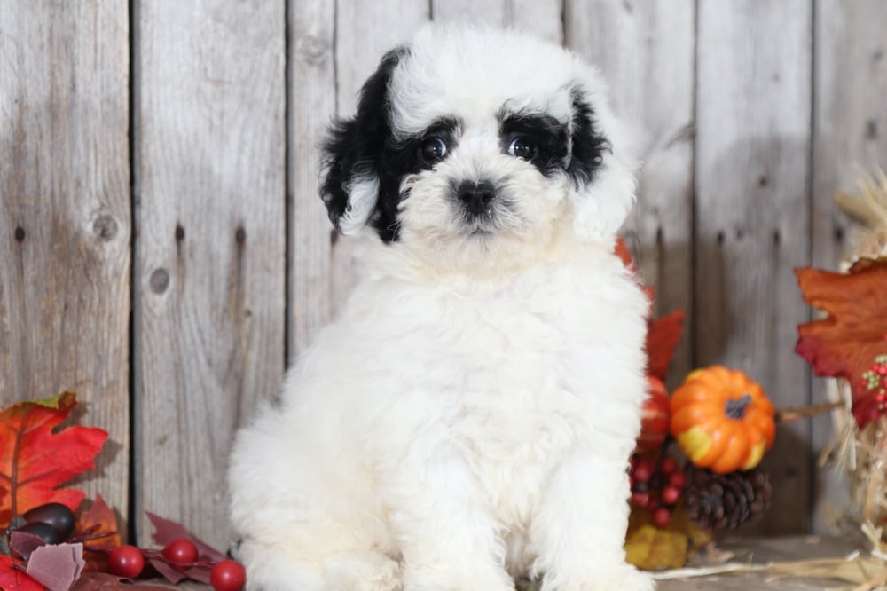 Panda - Fantastic Poochon