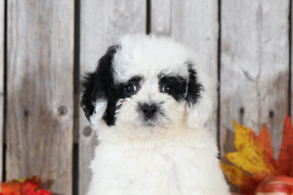 Panda - Fantastic Poochon - Image 2