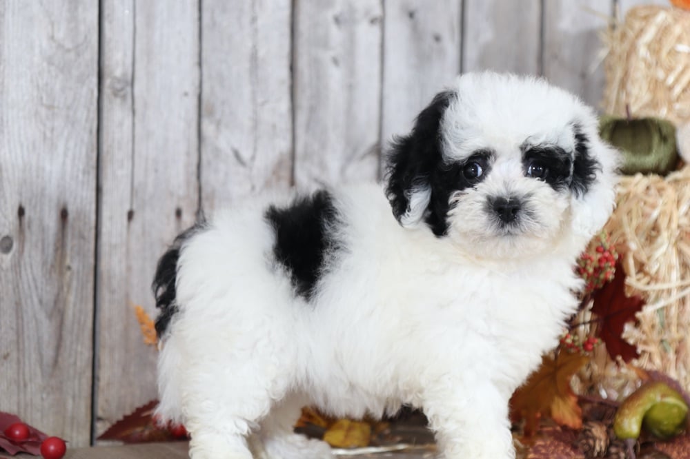 Panda - Fantastic Poochon - Image 3