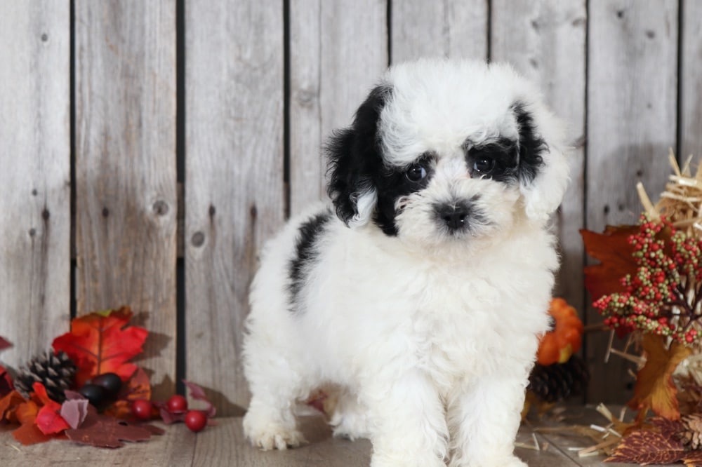 Panda - Fantastic Poochon - Image 5