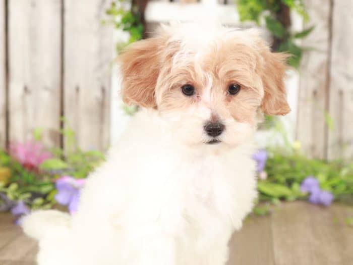 Pandora - Darling TEACUP Maltipoo