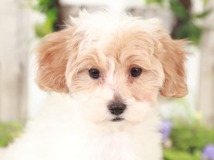 Pandora - Darling TEACUP Maltipoo - Image 2