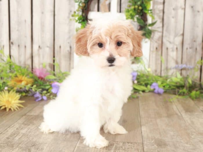 Pandora - Darling TEACUP Maltipoo - Image 3