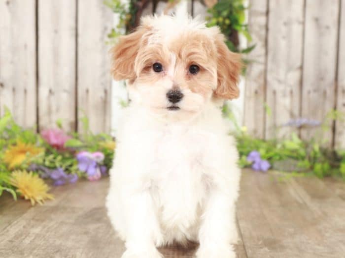 Pandora - Darling TEACUP Maltipoo - Image 4