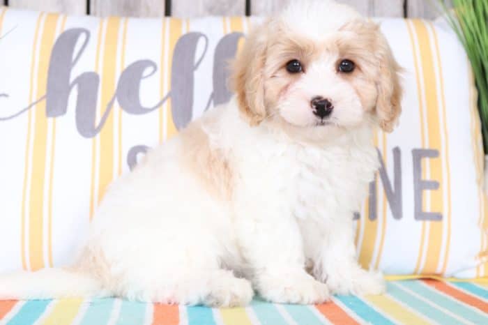 Parker- Wonderful Cavapoo - Image 2