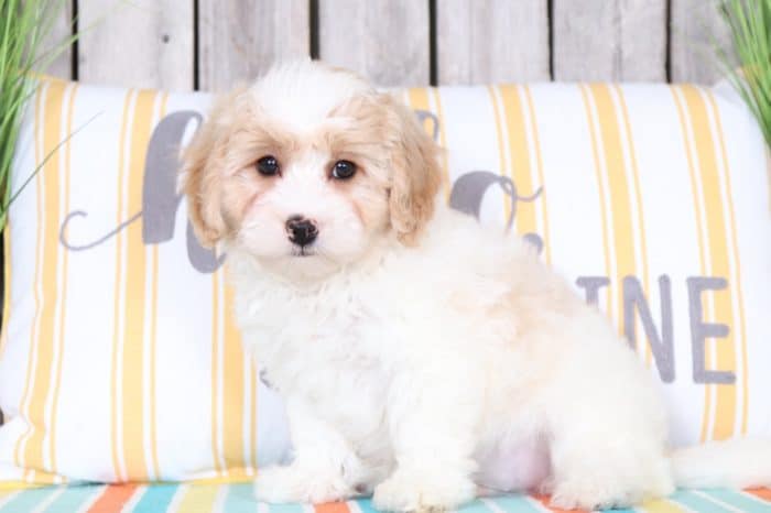 Parker- Wonderful Cavapoo - Image 3