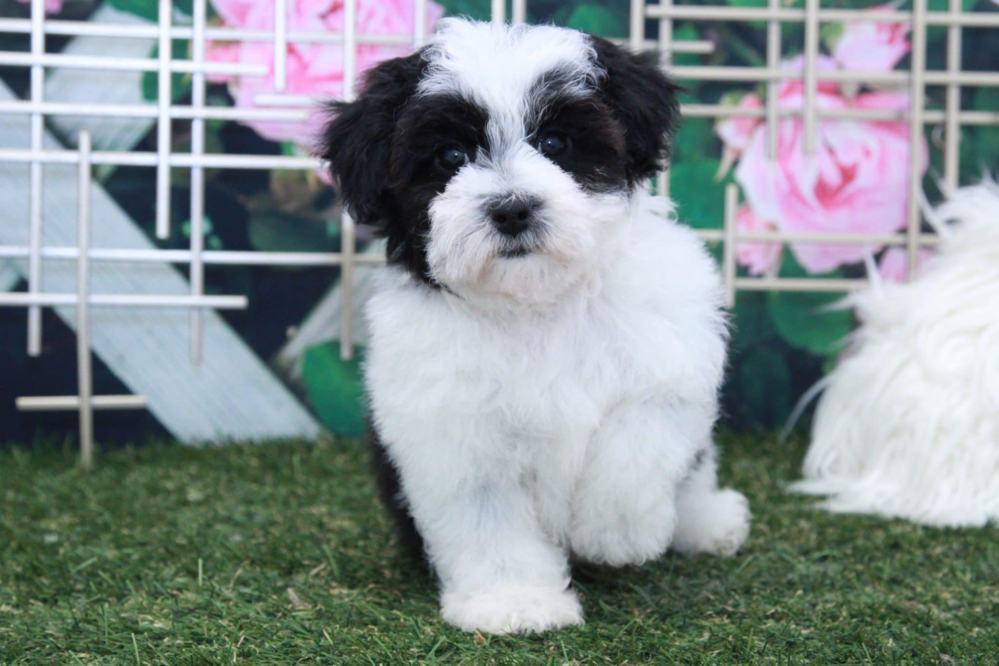 Parker - Handsome Male Mini Poodle Puppy - Image 2