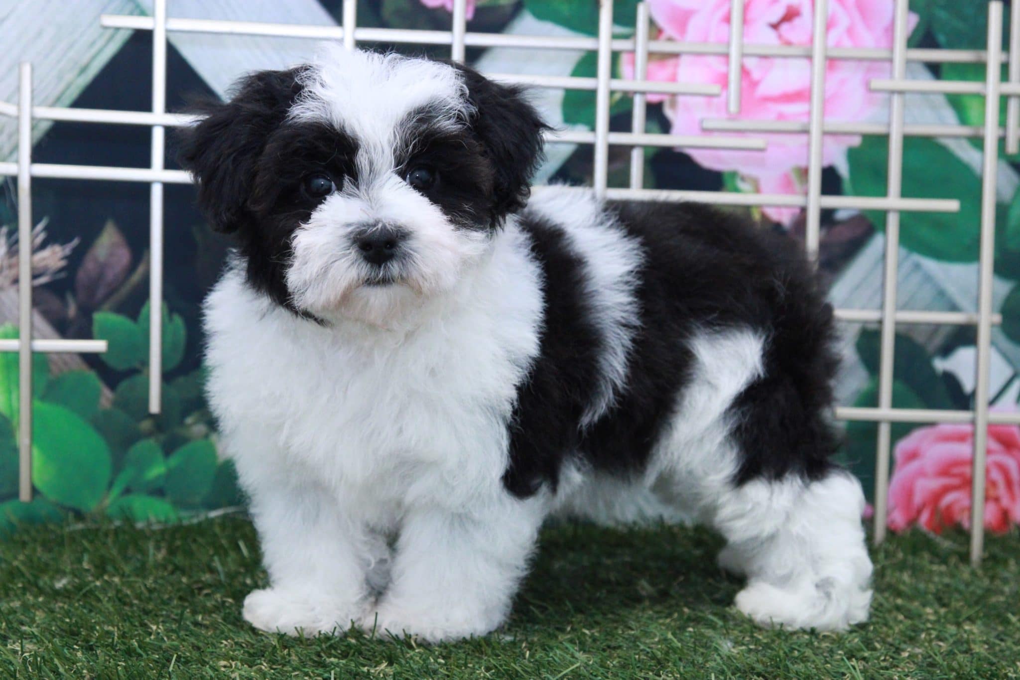 Parker - Handsome Male Mini Poodle Puppy