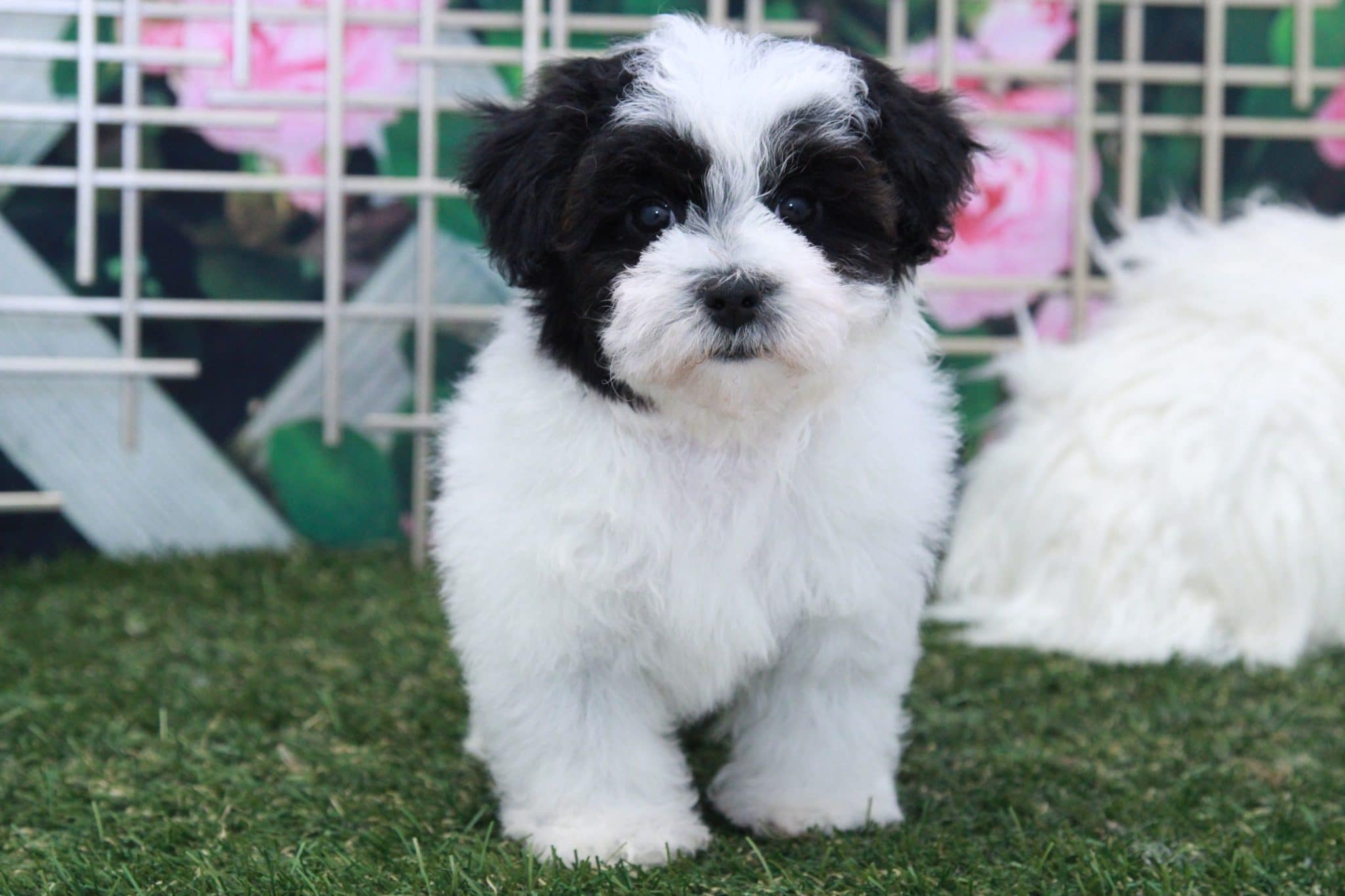 Parker - Handsome Male Mini Poodle Puppy - Image 4
