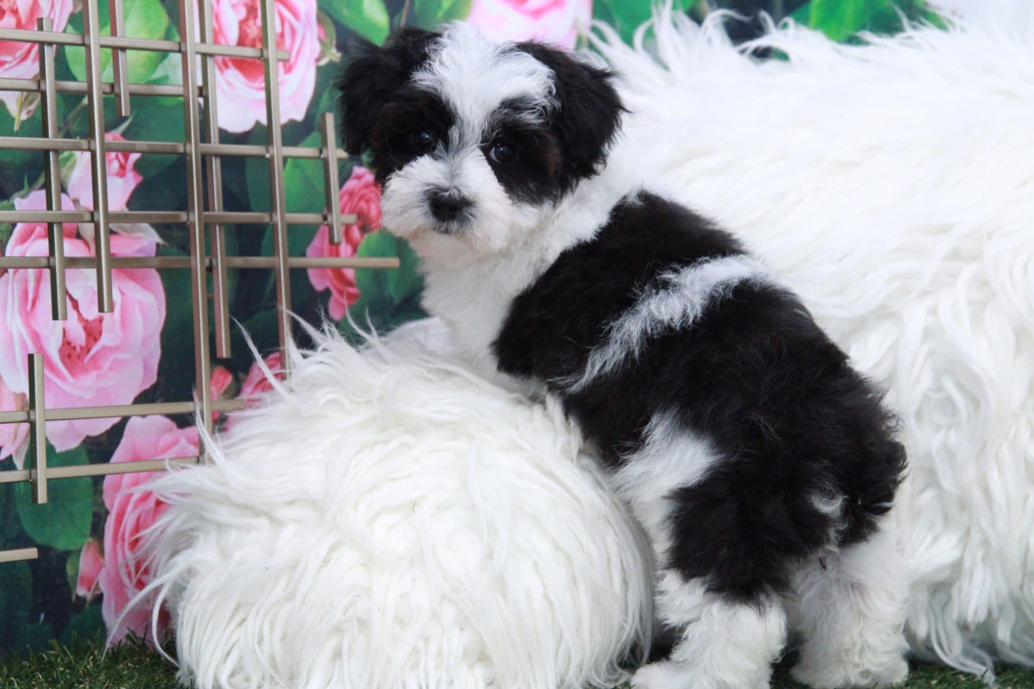 Parker - Handsome Male Mini Poodle Puppy - Image 5