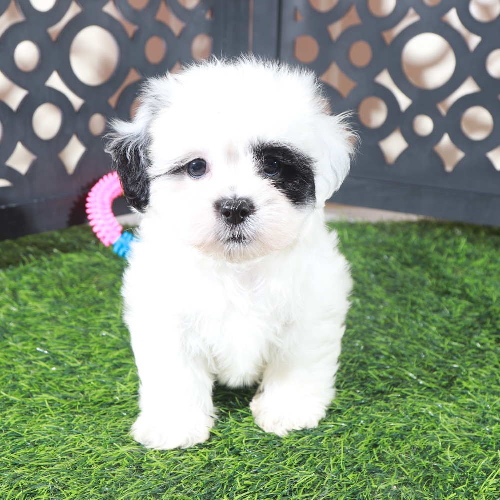 Patches-Beautiful Female Teddy Bear Puppy