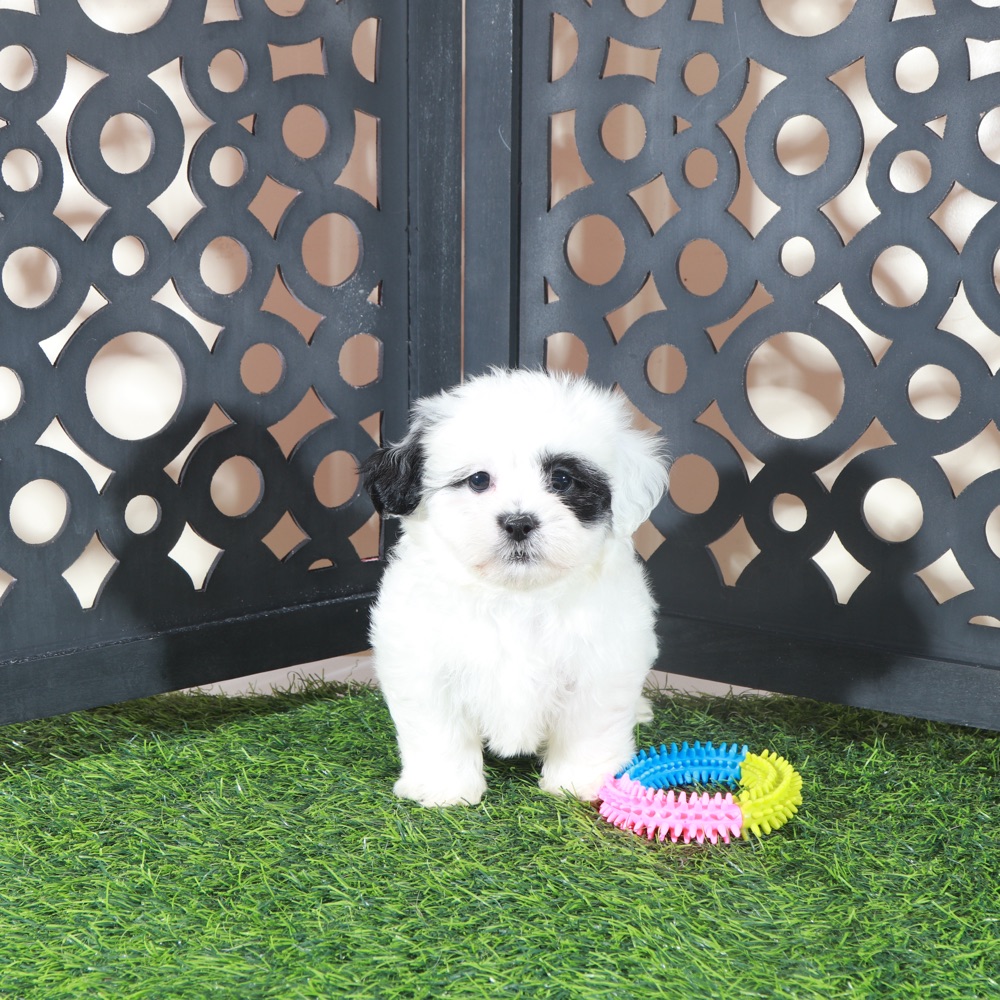 Patches-Beautiful Female Teddy Bear Puppy - Image 2